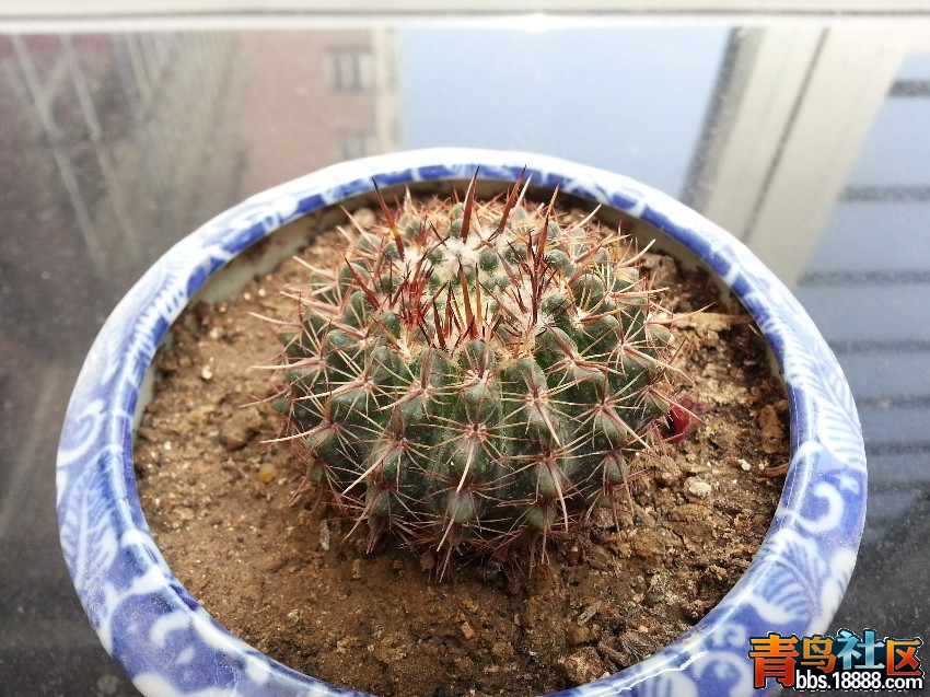 红花狮子王_副本.jpg