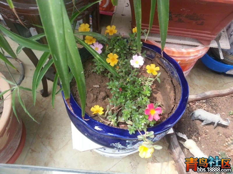 太阳花.jpg