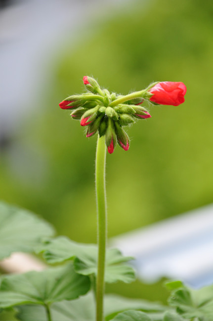 dsc_8349_副本.jpg