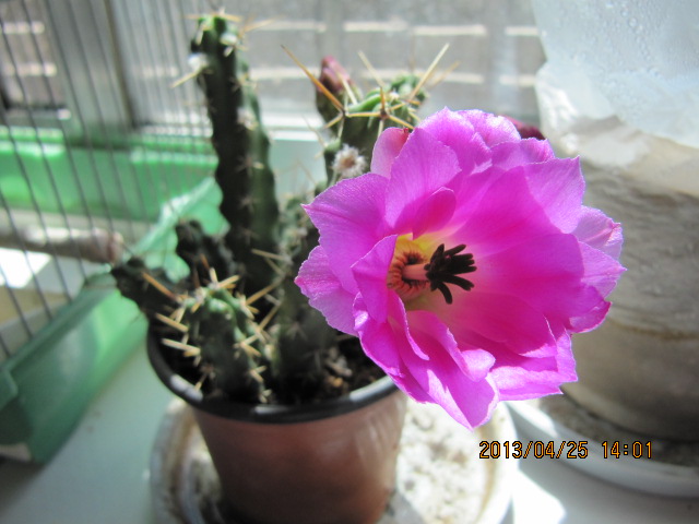 IMG_4525.jpg