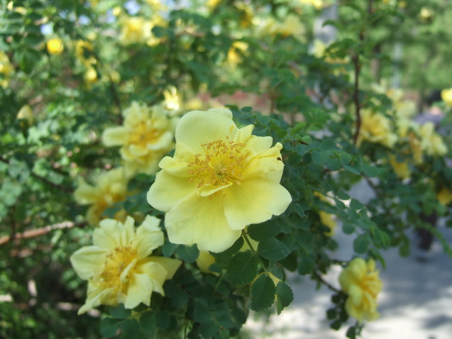 DSCF4505_调整大小.JPG