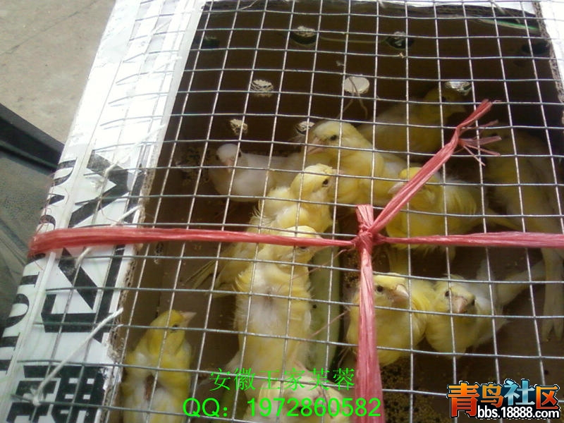 远行他乡的鸟-07.jpg
