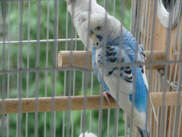 DSC00006.jpg