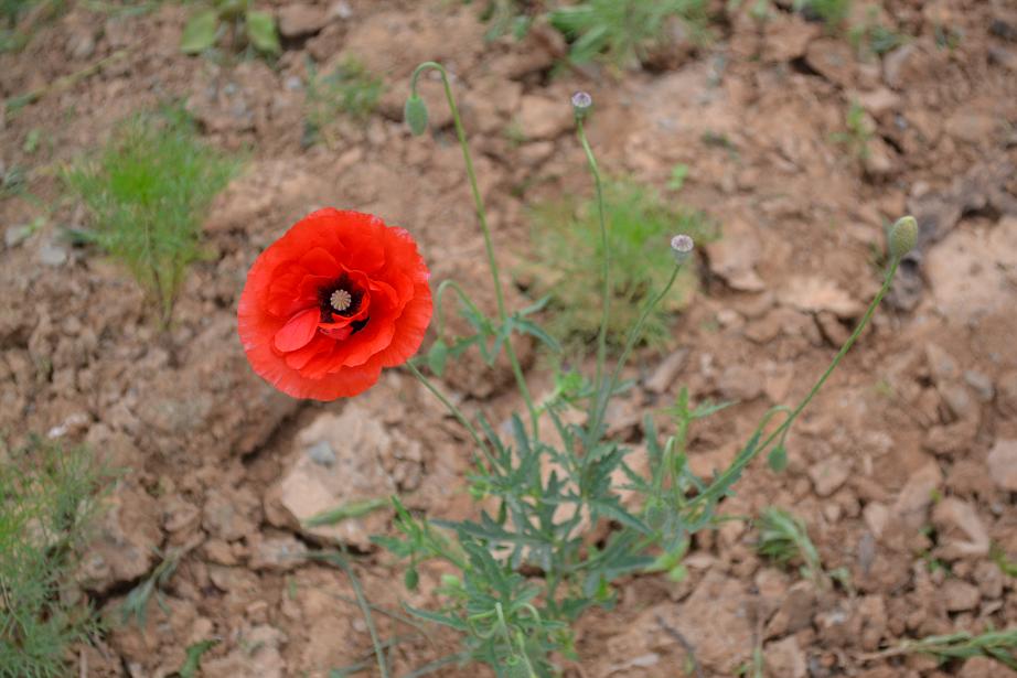 DSC_0313.JPG