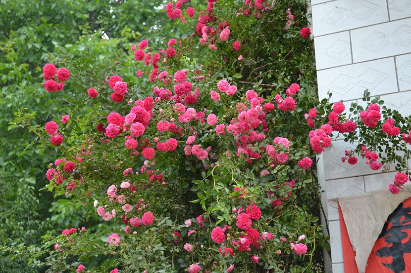 DSC_0304.JPG