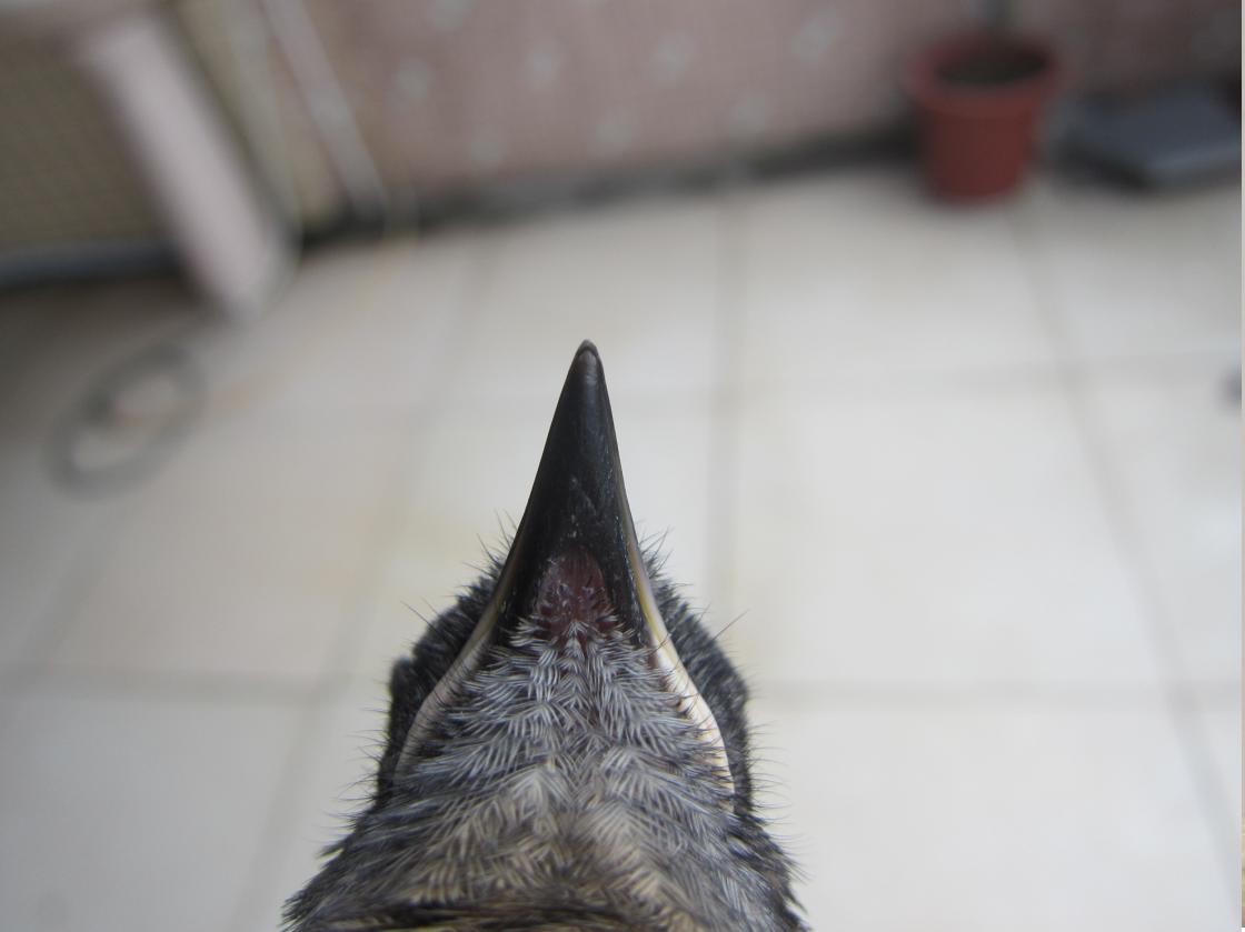 红蓝1.JPG