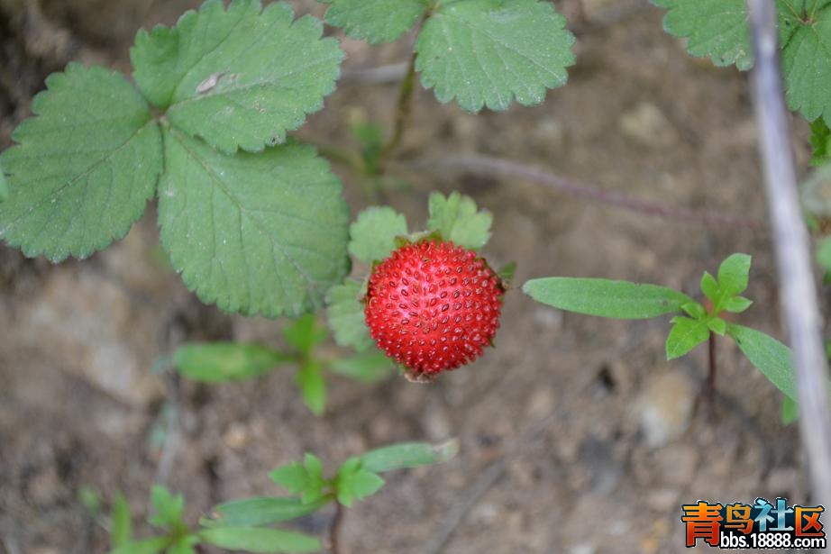 DSC_0284.JPG