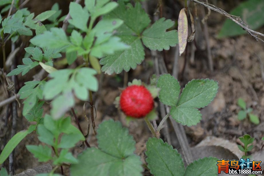 DSC_0285.JPG