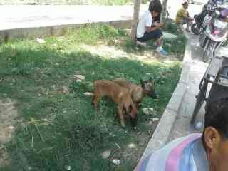 BigBull_1371354360655.jpg