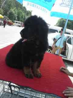 BigBull_1371354287884.jpg