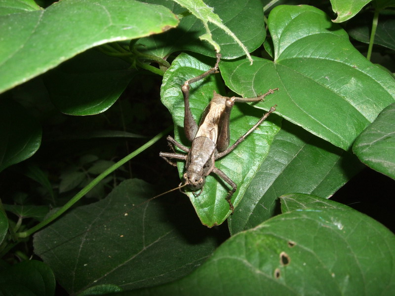 DSCF8068.jpg