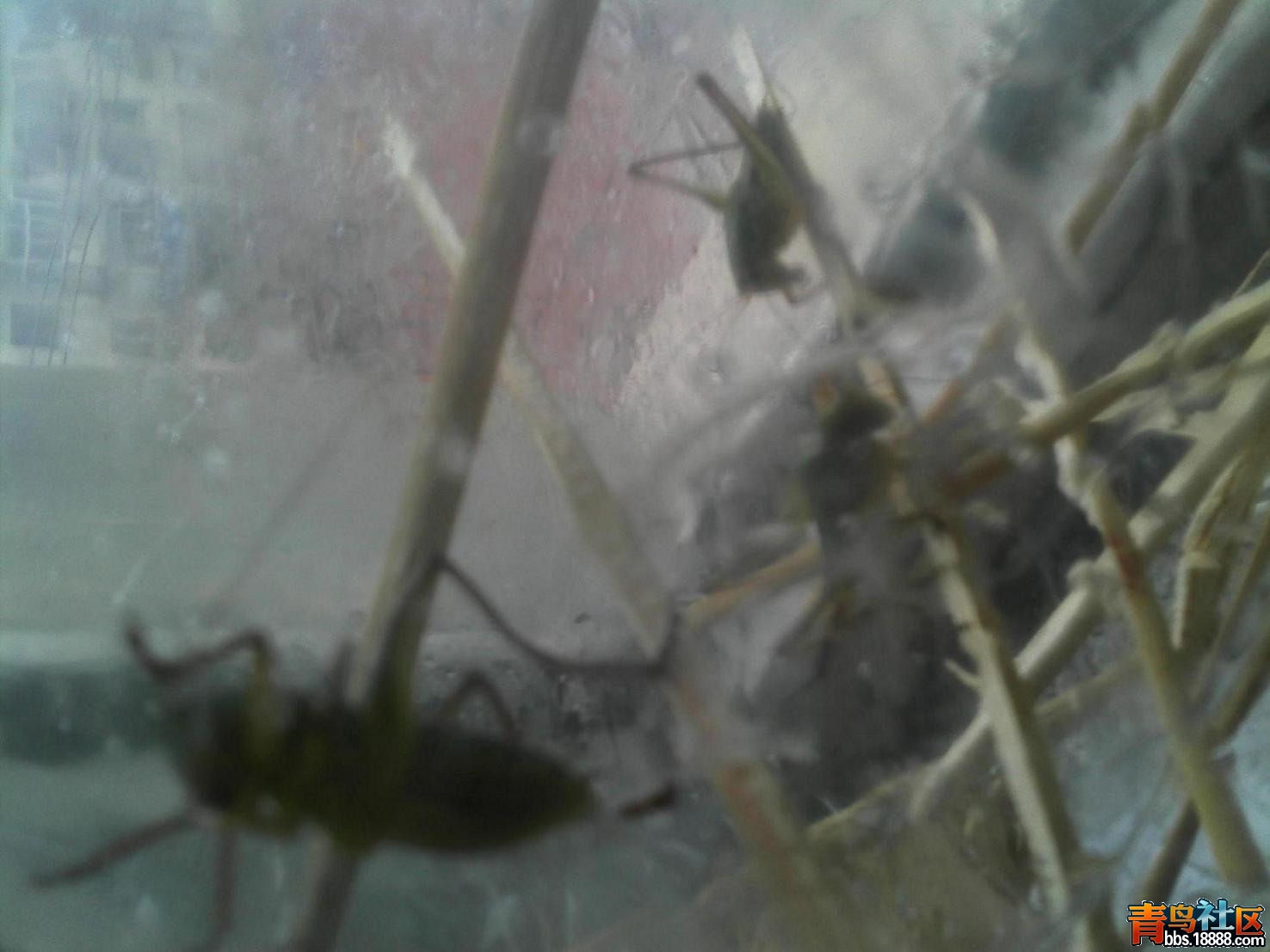Camera_20130618_072544.jpg