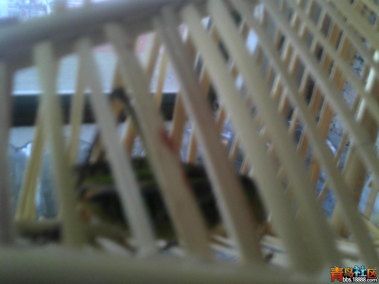 Camera_20130618_072509.jpg