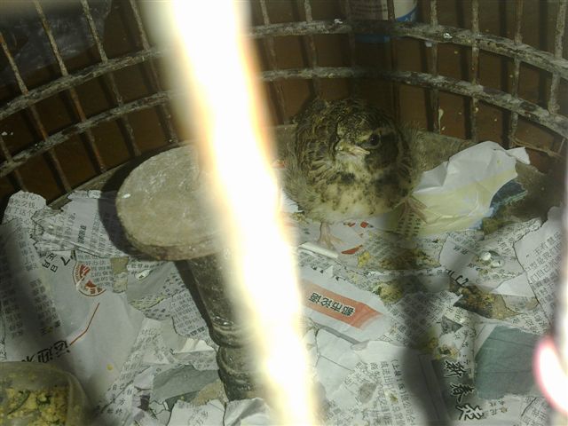 20130618056.jpg