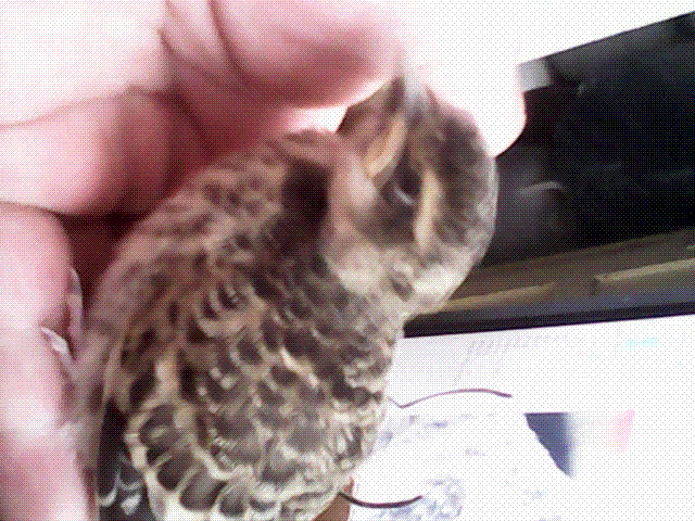 IMG_20130605_121430.gif
