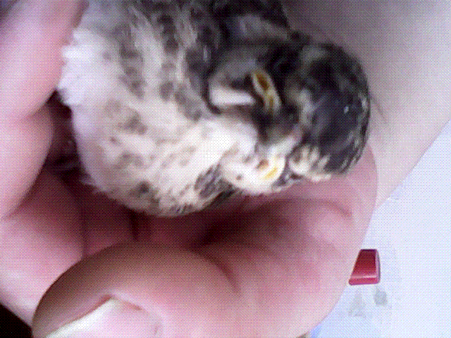 IMG_20130605_121246.gif