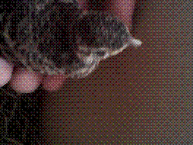 IMG_20130605_121150.gif