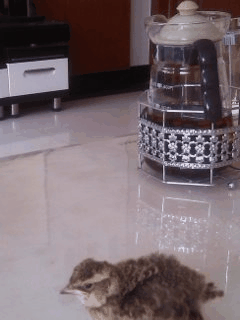 YP20130602124254.gif