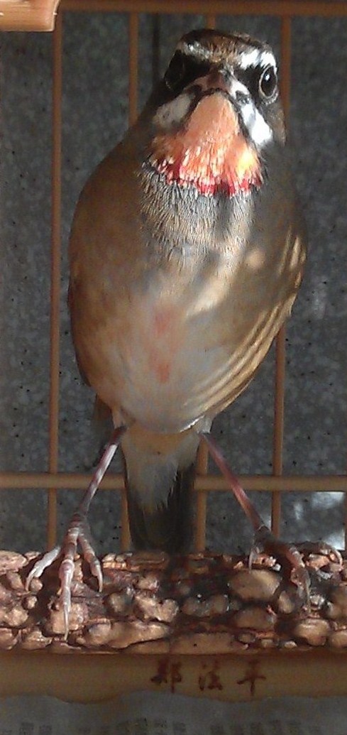 IMAG0091.jpg