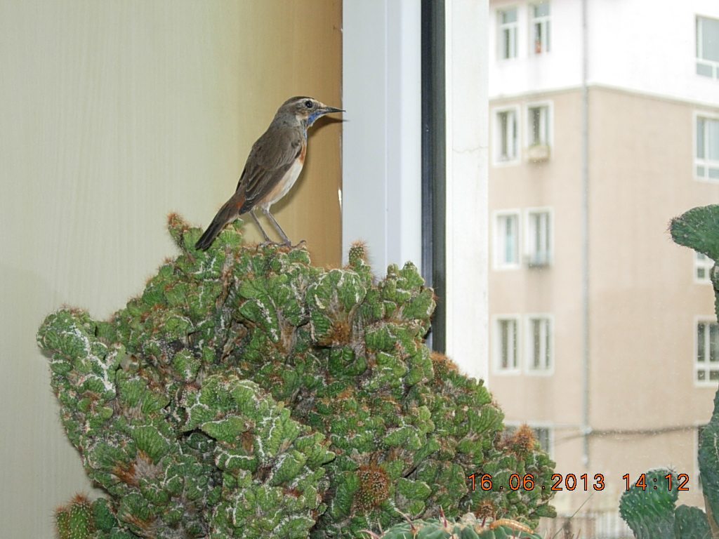 DSCN2656.jpg