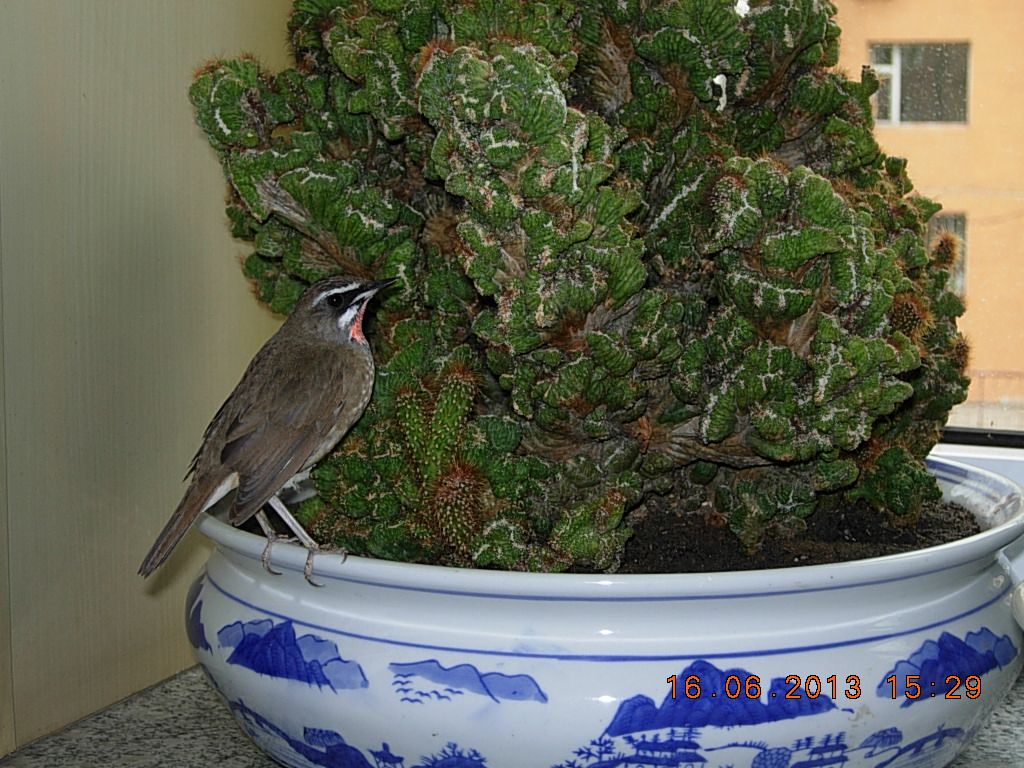 DSCN2736.jpg