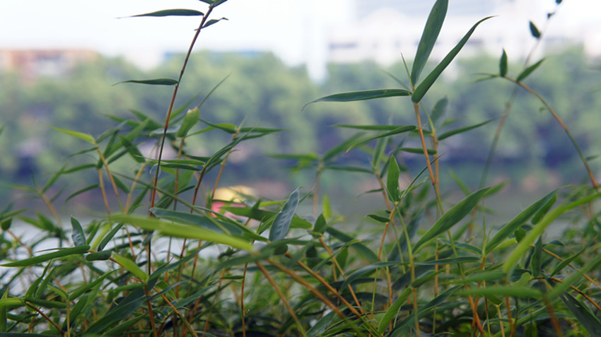 DSC04257_副本.jpg