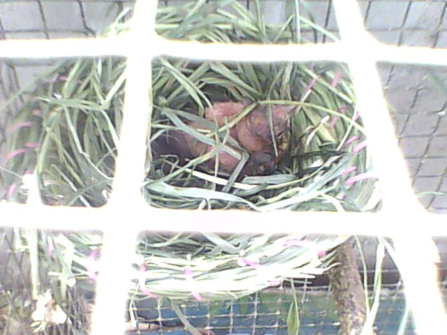 IMG0937A.jpg