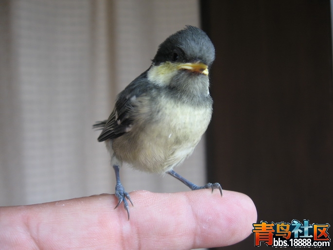 2013贝子崽子_4.jpg