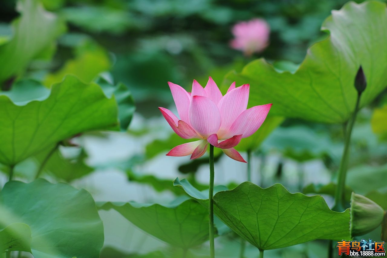 DSC_6457_副本.jpg