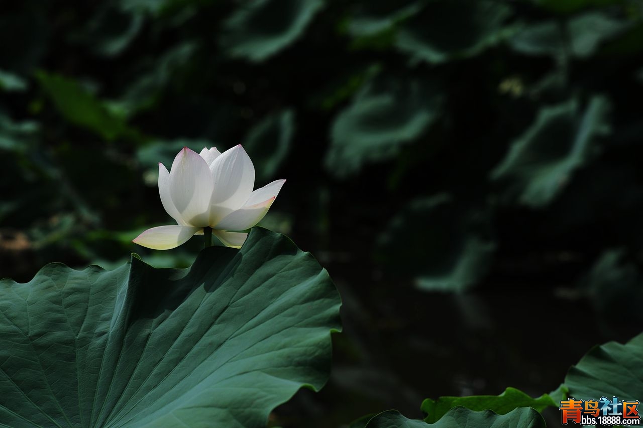DSC_6519_副本.jpg