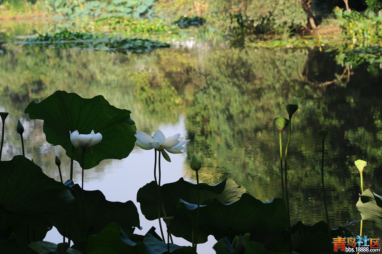 DSC_6394_副本.jpg