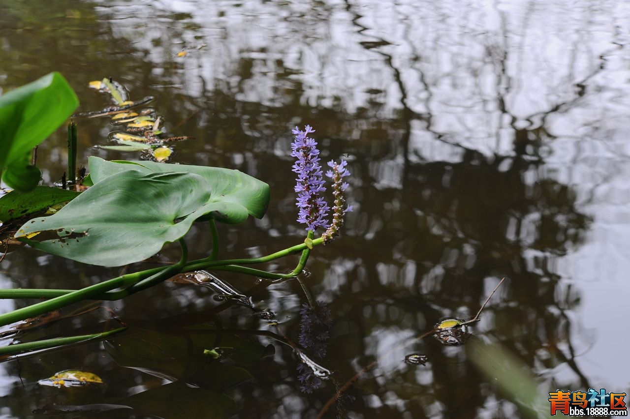 DSC_6370_副本.jpg