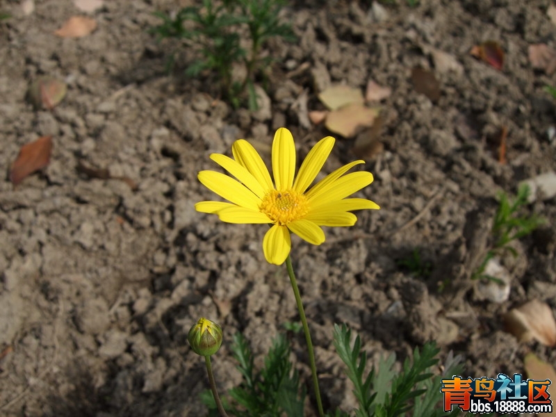 DSCF6400.jpg
