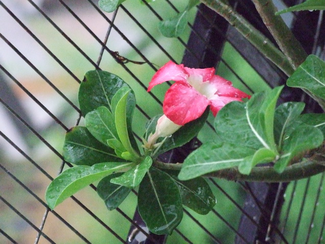 DSCF0246_调整大小.JPG