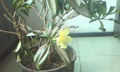 IMG0243A.jpg