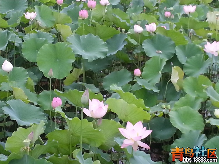 20130709_063112_副本.jpg