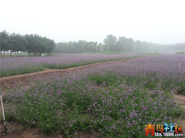 马鞭草.jpg