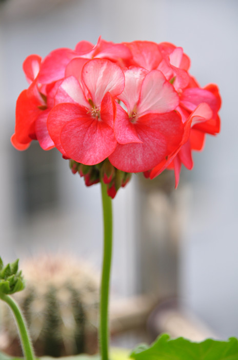 DSC_8387_副本.jpg