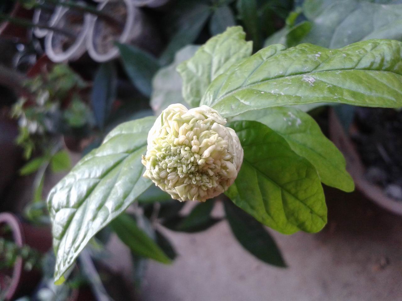 20130613_180203.jpg