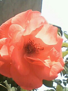 IMG0584A.jpg