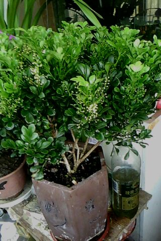 IMG0179A.jpg