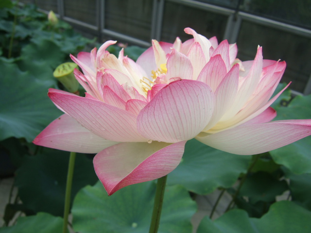 DSCF4659.JPG