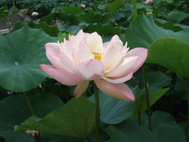 DSCF4800.JPG