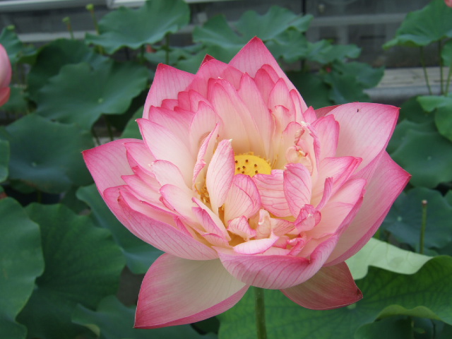 DSCF4646.JPG