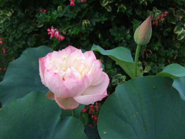 DSCF4190.JPG