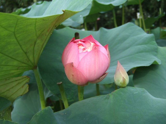 DSCF4218.JPG