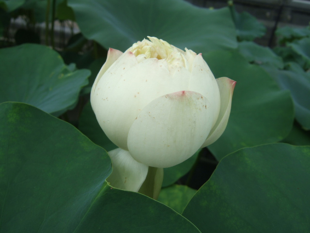 DSCF4669.JPG