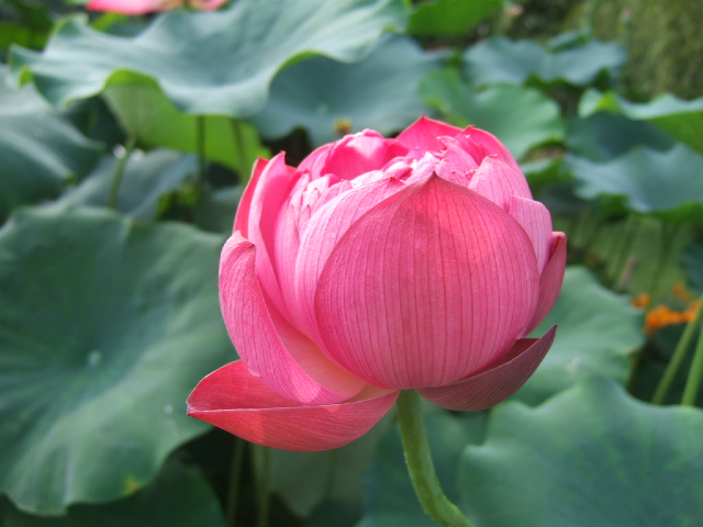 DSCF4197.JPG
