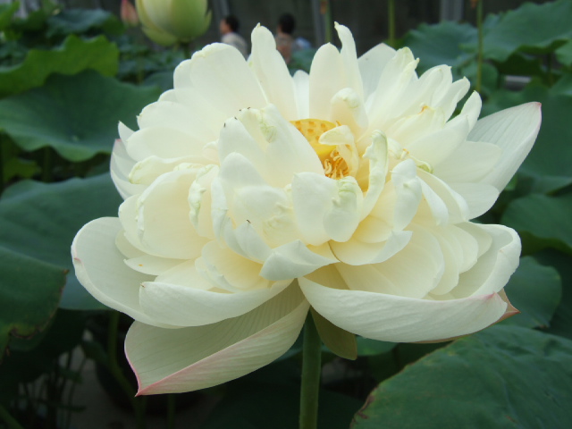 DSCF4653.JPG