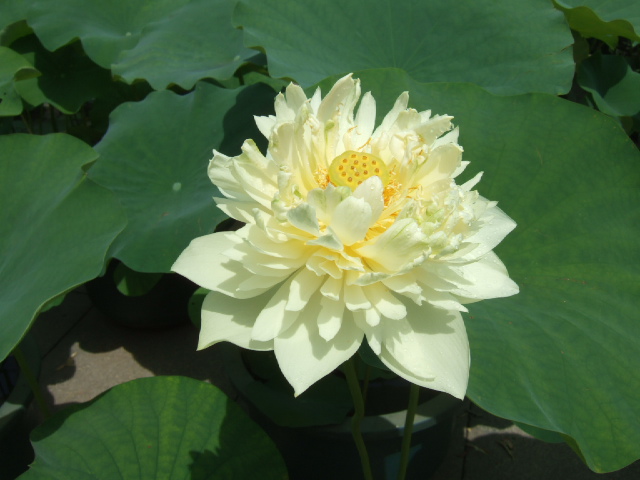 DSCF1852.JPG
